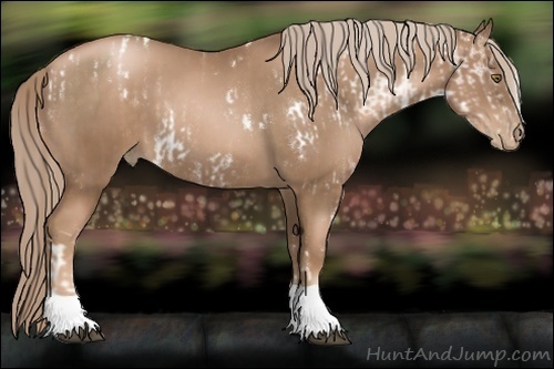 Horse Color:White Spotted Liver Chestnut Pearl Rabicano  and Liver Chestnut Pearl 