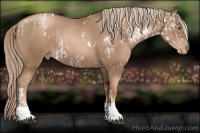 Horse Color:White Spotted Liver Chestnut Pearl Rabicano and Liver Chestnut Pearl