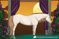 Horse Color:Smoky Grullo Pearl Sabino