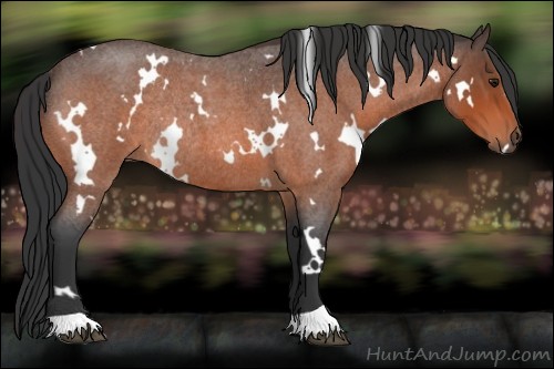 Horse Color:White Spotted Bay Roan Rabicano