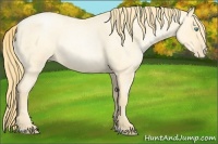 Horse Color:Buckskin Roan Pearl Sabino