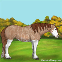 Horse Color:Red Dun Splash  and Red Dun Splash 