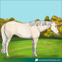 Horse Color:Palomino Pearl Sabino 