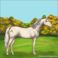 Horse Color:Palomino Roan Pearl Sabino Rabicano