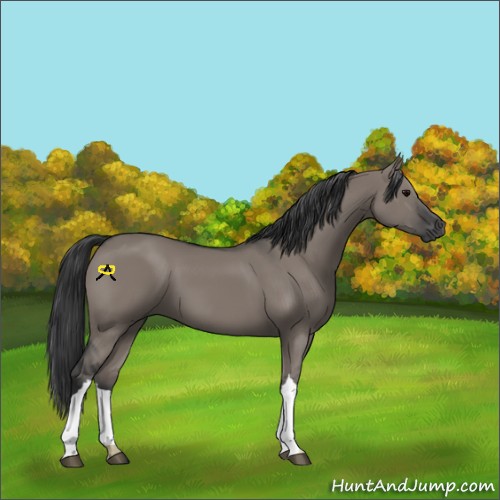 Horse Color:Grullo 