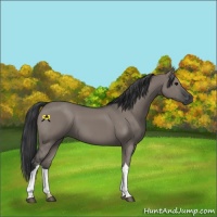 Horse Color:Grullo 