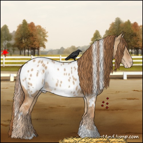 Horse Color:White Spotted Red Dun Appaloosa 