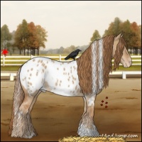 Horse Color:White Spotted Red Dun Appaloosa 