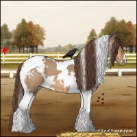 Horse Color:White Spotted Bay Dun Tobiano Appaloosa 
