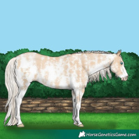 Horse Color:Palomino Pearl Sabino 