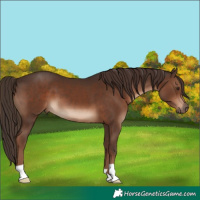 Horse Color:Liver Chestnut 