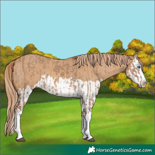 Horse Color:Red Dun Splash  and Red Dun Splash 