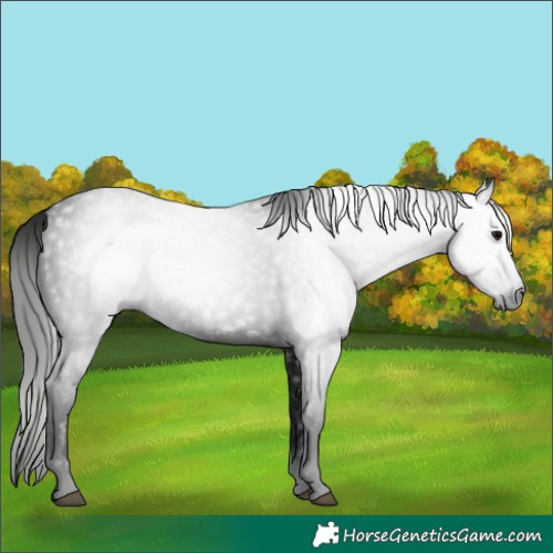 Horse Color:Gray Black 