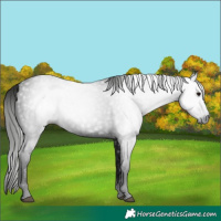 Horse Color:Gray Black 