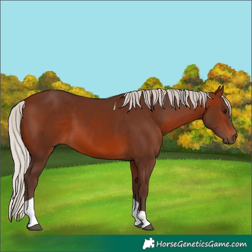 Horse Color:Silver Brown Tobiano 