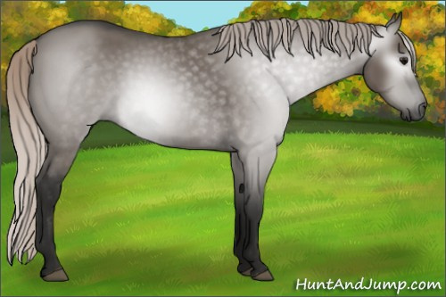 Horse Color:Gray Silver Grullo 
