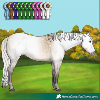 Horse Color:Gray Silver Bay Dun 