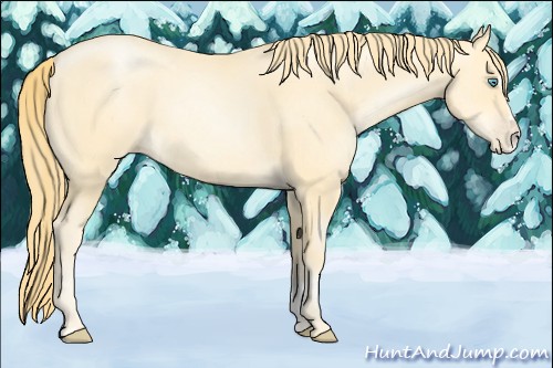 Horse Color:Buckskin Pearl Sabino 