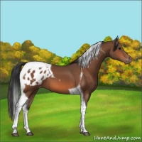 Horse Color:Bay Tobiano Appaloosa 
