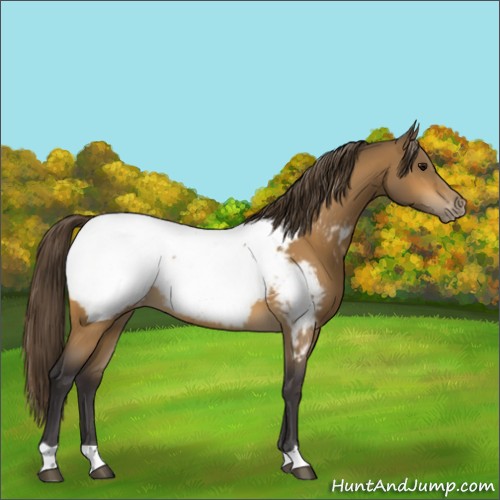 Horse Color:Buckskin Snowcap