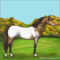Horse Color:Buckskin Snowcap 