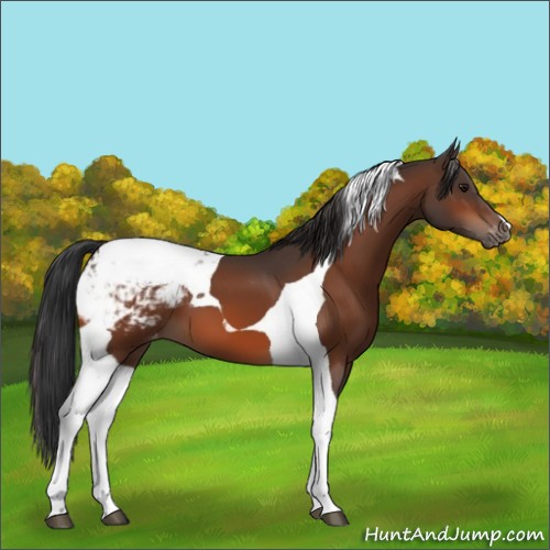 Horse Color:Bay Tobiano Snowcap 
