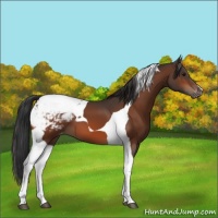 Horse Color:Bay Tobiano Snowcap 