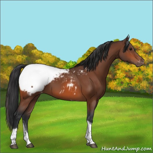 Horse Color:Bay Tobiano Snowcap