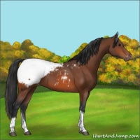 Horse Color:Bay Tobiano Snowcap