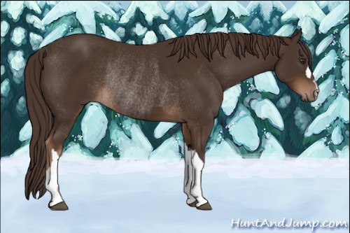 Horse Color:Liver Chestnut  and Liver Chestnut Rabicano 