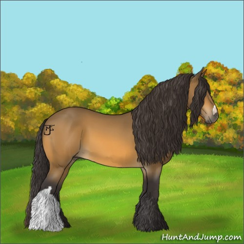 Horse Color:Buckskin 