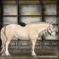 Horse Color:Palomino Pearl Sabino 