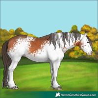 Horse Color:White Spotted Bay 