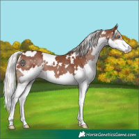 Horse Color:White Spotted Silver Black Splash 