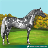 Horse Color:White Spotted Silver Black Chinchilla 