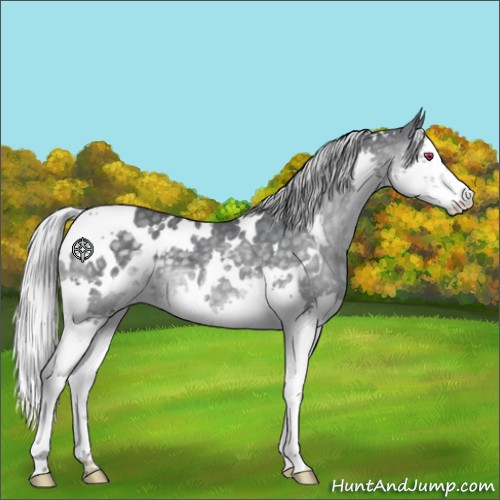 Horse Color:White Spotted Silver Black Chinchilla Splash 