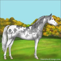 Horse Color:White Spotted Silver Black Chinchilla Splash 