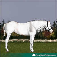 Horse Color:White Spotted Silver Brown Splash 