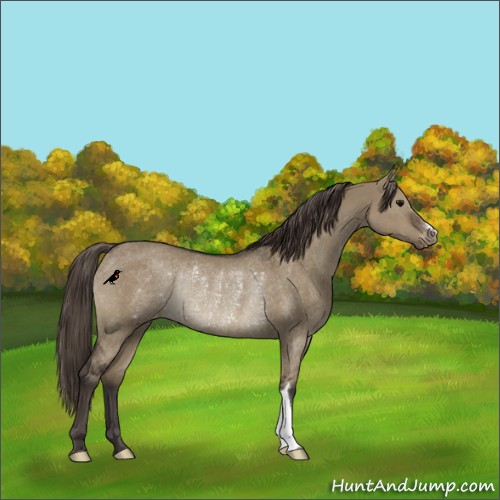 Horse Color:Smoky Grullo Varnish Rabicano