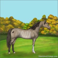 Horse Color:Smoky Grullo Varnish Rabicano 