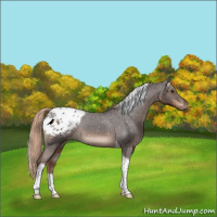 Horse Color:Liver Chestnut Tobiano Appaloosa Rabicano 