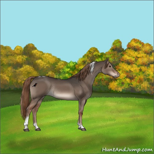 Horse Color:Liver Red Dun Tobiano Rabicano