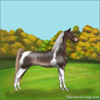 Horse Color:Liver Chestnut Tobiano Rabicano 