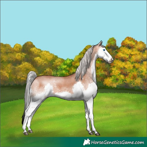 Horse Color:Silver Bay Roan Splash Rabicano 