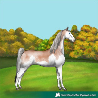 Horse Color:Silver Bay Roan Splash Rabicano 