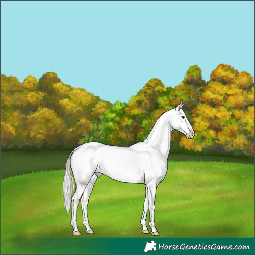 Horse Color:Liver Chestnut Mushroom Tobiano Appaloosa Rabicano 