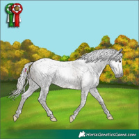 Horse Color:Gray Liver Red Dun Tobiano and Gray Silver Brown Roan Dun Tobiano Appaloosa