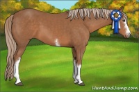 Horse Color:White Spotted Chestnut