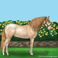 Horse Color:Chestnut Pearl Sabino