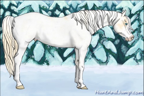 Horse Color:Buckskin Pearl Sabino 